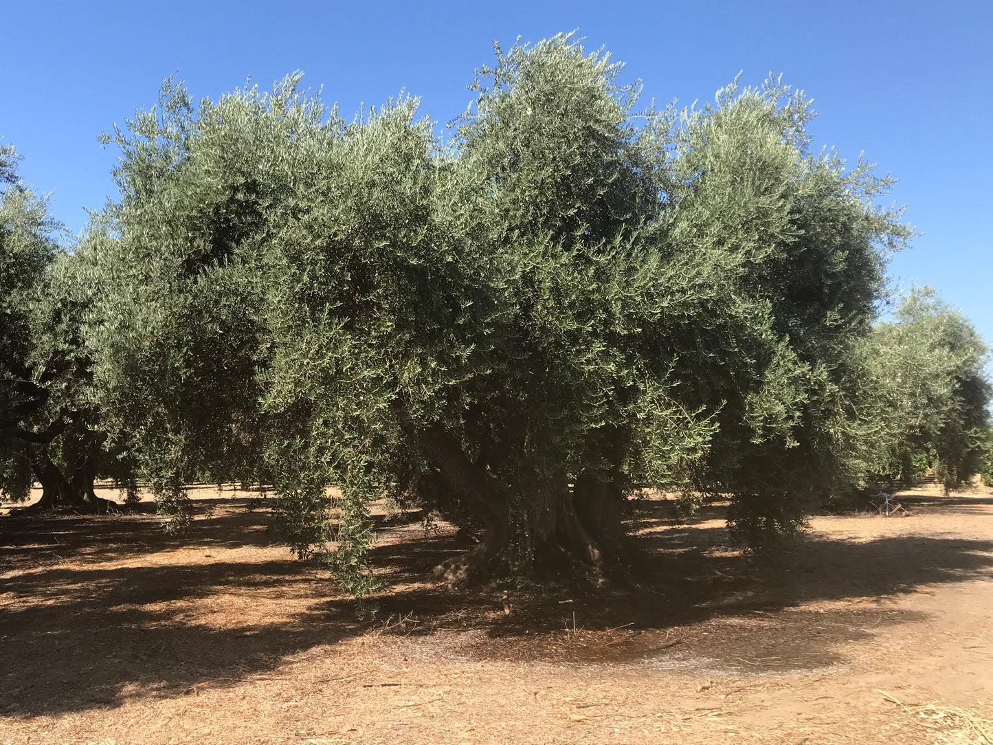 Ascolano Extra Virgin Olive Oil